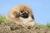 PEKINOIS 073